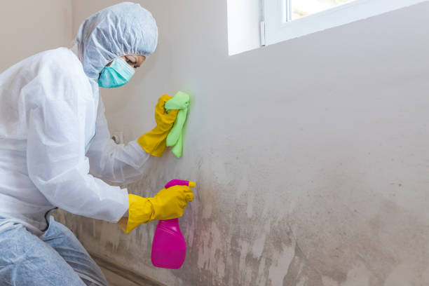 Best Commercial Mold Inspection in Eureka, CA